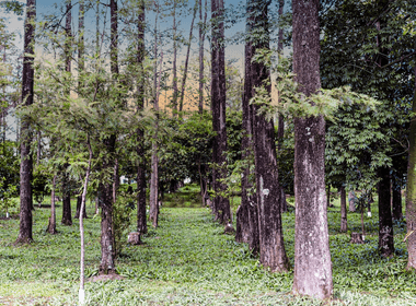 natureza - paisagem de Árvores no Parque das Grevíleas
