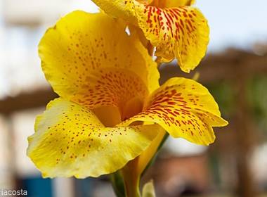 natureza - flores de Flor Amarela