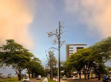 natureza - paisagem de Árvores na Avenida