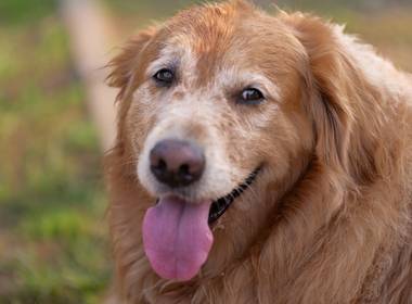 Pets de Fotos de Pets