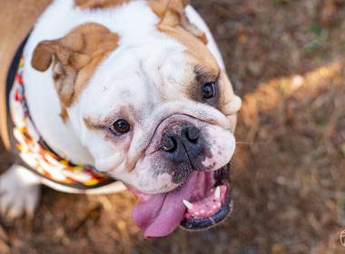 PET de Ozzy, o Bulldog fofíneo