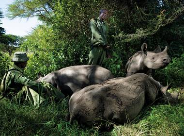 histórias de A Jornada do Rinoceronte