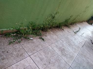 Jardinagem de Limpeza de plantas do quintal