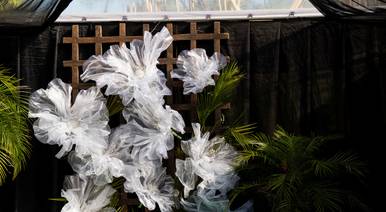 Corporativos de Colacao de Formatura EEB Domingos