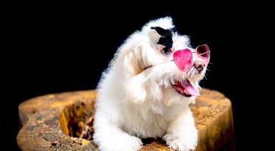 Pet de  Ensaio Pet da Luna