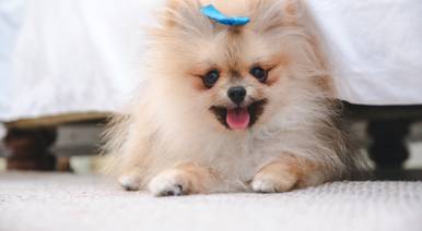 Pets de Agnes Ensaio 1