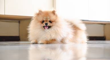Pets de Agnes Ensaio 2