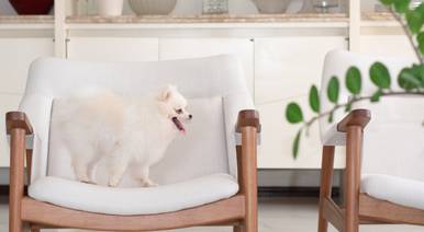 Pets de A charmosa cachorrinha Maggie