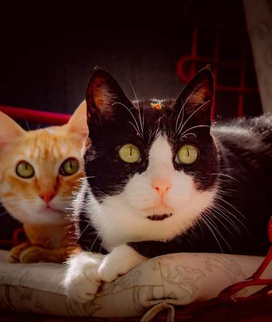 Ensaio em Domicilio de Ensaio Pet em Domicilio - Felícia e Minnie 
