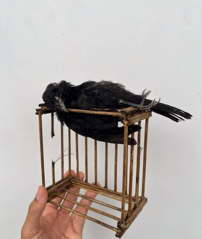 Taxidermia artística de Taxidermia artística