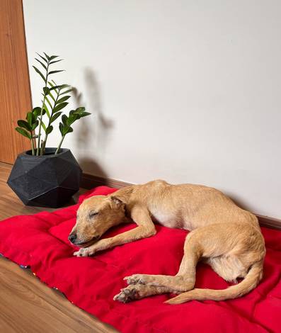 Taxidermia artística de Mamíferos