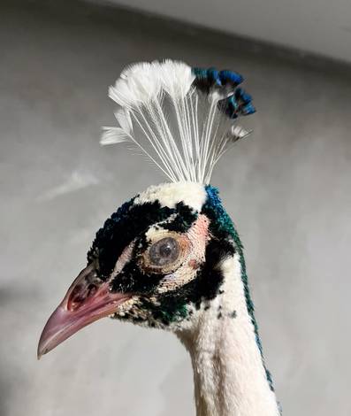 Taxidermia artística de Aves