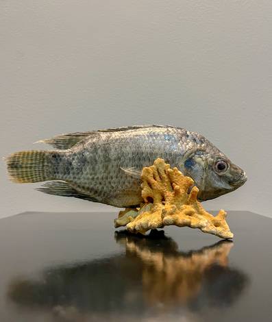 Taxidermia artística de Aquáticos