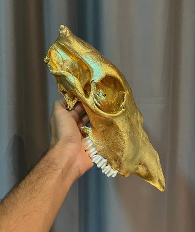 Taxidermia artística de Decorações