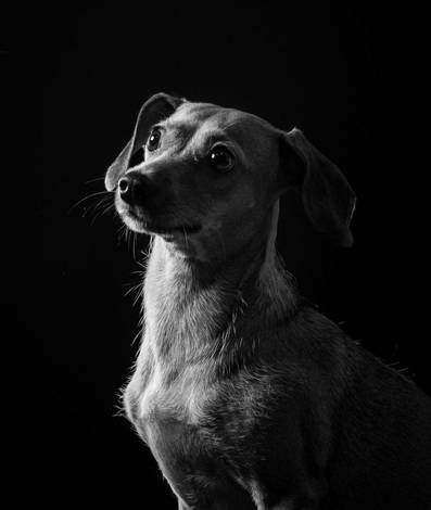 Ensaio Pet de Ensaio Básico Pet