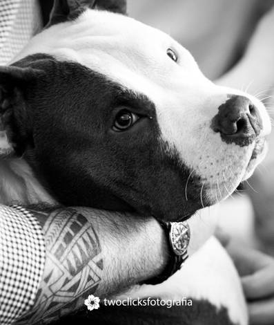 ENSAIO PET LIFESTYLE de Ensaio lifestyle com pets