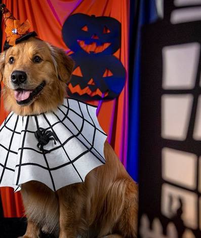 Ensaio Pet Tematico de Fotografia pet - Ensaio de Halloween