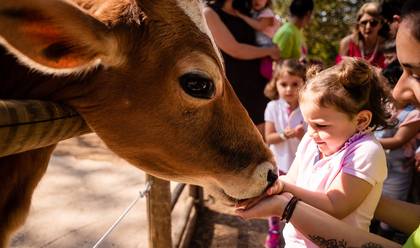 Aniversários de Aniversário da Lívia
