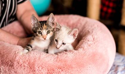 Retratos Corporativos de S.O.S Gatinhos