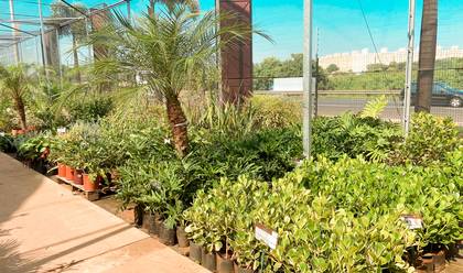 Loja de Plantas Ornamentais