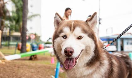 Empresarial de La Casa dos Pets