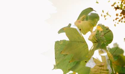 Viagens de Rafa e Ronan