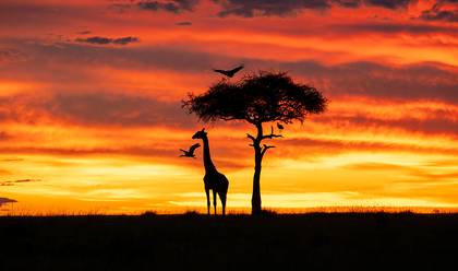 WILDLIFE & LANDSCAPE of KENYA