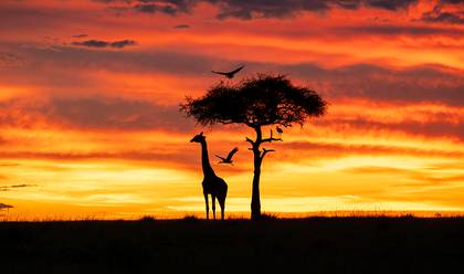 WILDLIFE & LANDSCAPE of KENYA