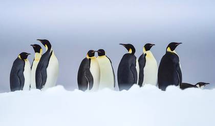 WILDLIFE & LANDSCAPE of ROSS SEA ANTARCTICA