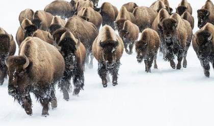 WILDLIFE & LANDSCAPE of YELLOWSTONE WINTER