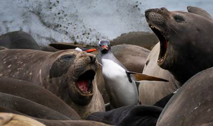 WILDLIFE & LANDSCAPE of SOUTH GEORGIA