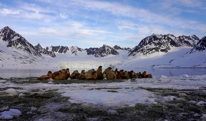 WILDLIFE & LANDSCAPE of SVALBARD