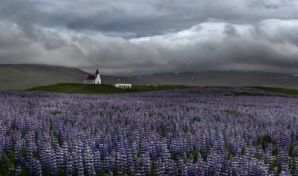 WILDLIFE & LANDSCAPE of ICELAND & HIGHLANDS - SUMMER 2026