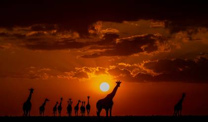 WILDLIFE & LANDSCAPE of TWELVE DAYS IN THE MASAI MARA