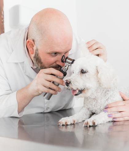 Marca Pessoal | Corporativo de Ensaio Marca Pessoal | Veterinário Dr. Henri Bentubo | São Paulo