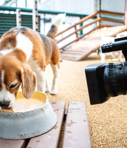 PROJETOS TEMÁTICOS de AUFABETO