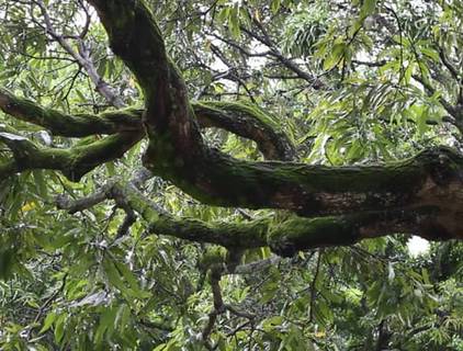 Religioso  de Templo do Recife
