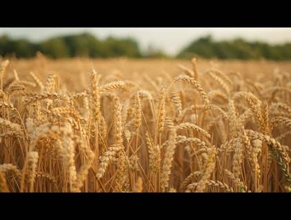 EMPRESARIAL de Moinho Guaçu Mirim - Institucional