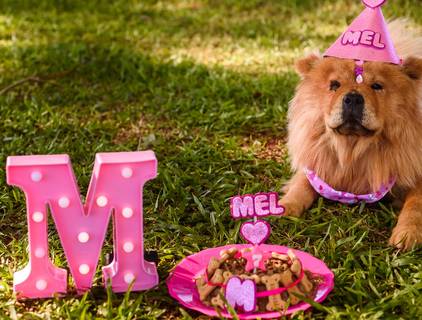 Ensaio de Mel - Sessão Pet