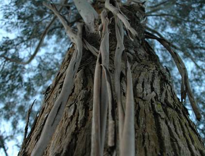 Imagens de Expressão
