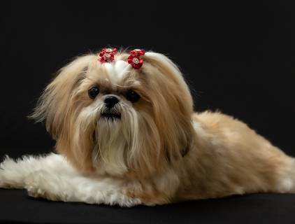 Retrato Pet de Ensaio Pet