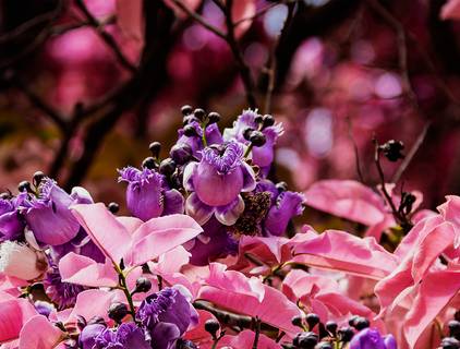 Geometria da vizinhança de Flores, árvores e outras cositas más.