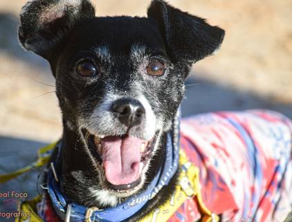 Book Pet de Book Pet - Luffy (26/12/2021)