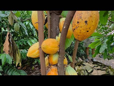 Agricultura Familiar e Agronegócios de Plantação de Café no Mendanha