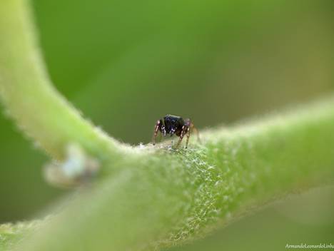 Macrofotografia de Pequeno Universo / The Little Universe