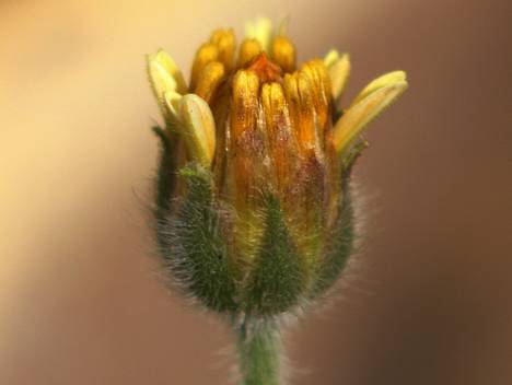 Macrofotografia de Introspecção/introspection