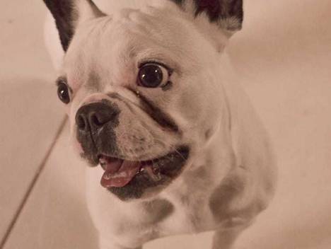 CACHORRO de Rubi