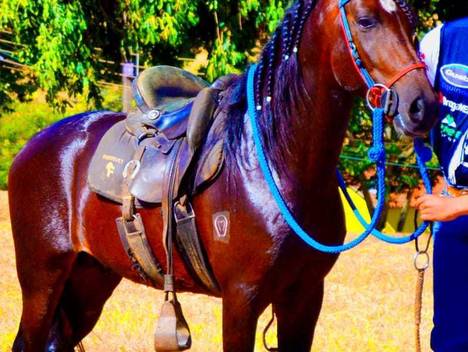 CAVALO de COPA MARCHA MACHADOR-2024
