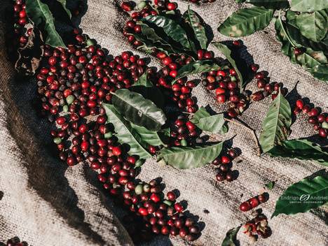 Documental de Detalhes de uma colheita de café