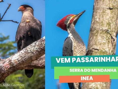 Meio Ambiente de Vem Passarinhar 2022
